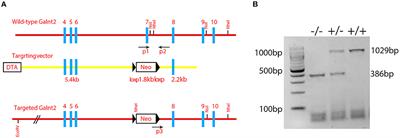 Role of a novel mouse mutant of the Galnt2tm1Lat/tm1Lat gene in otitis media